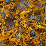 flores secas topinambur